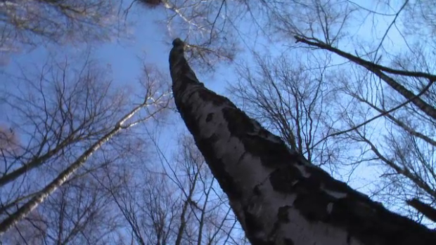 Seva de mesteacan, „medicament minune” pentru o multime de afectiuni