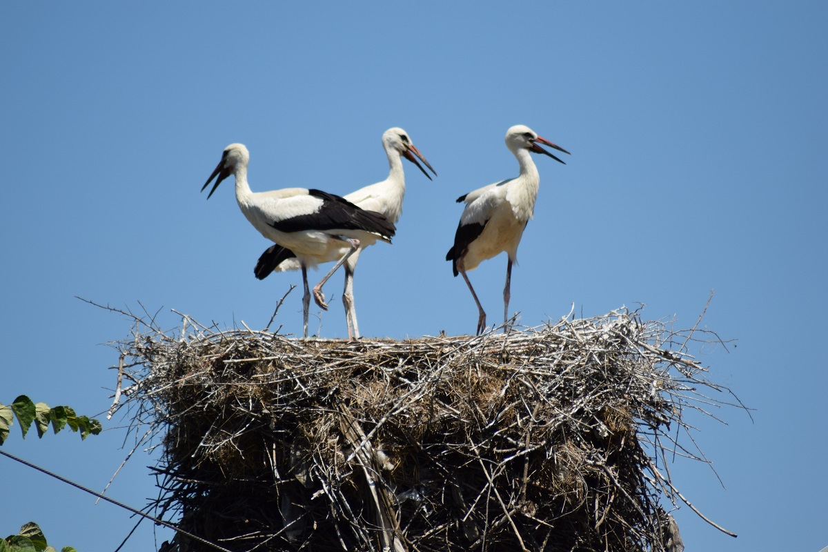 Azi despre ieri – 4 aprilie 2017