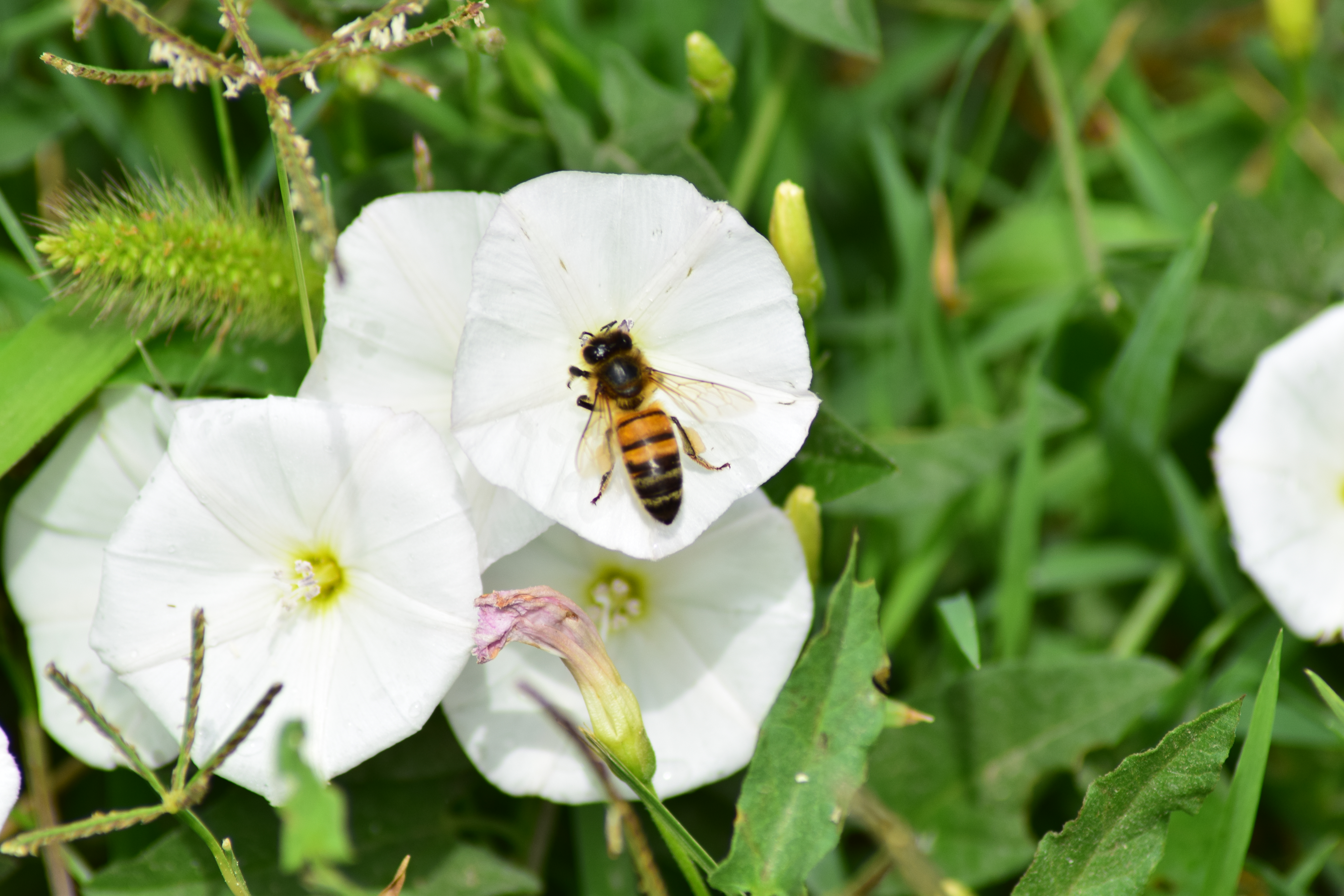 Azi despre ieri – 18 aprilie 2017