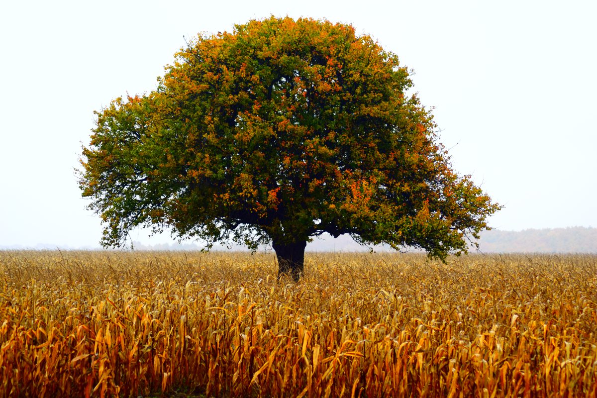 Azi despre ieri – 3 martie 2017