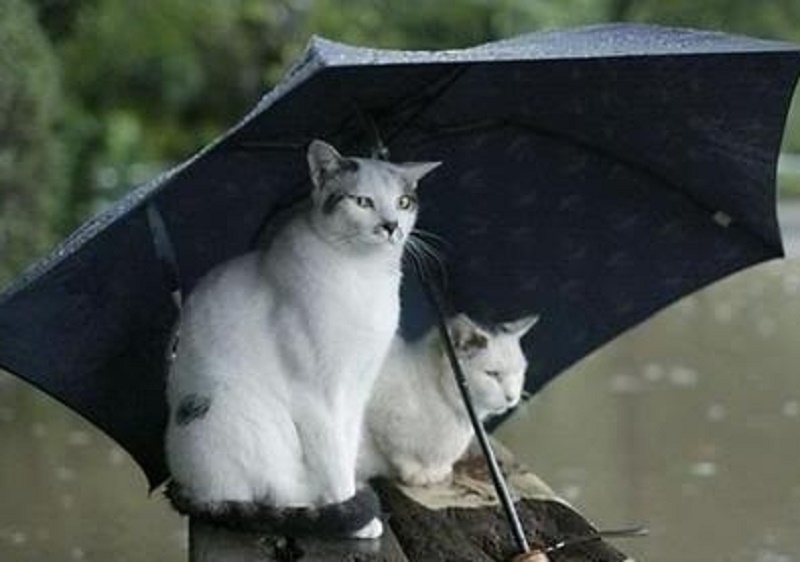 Vremea, astăzi, în Oltenia (audio)