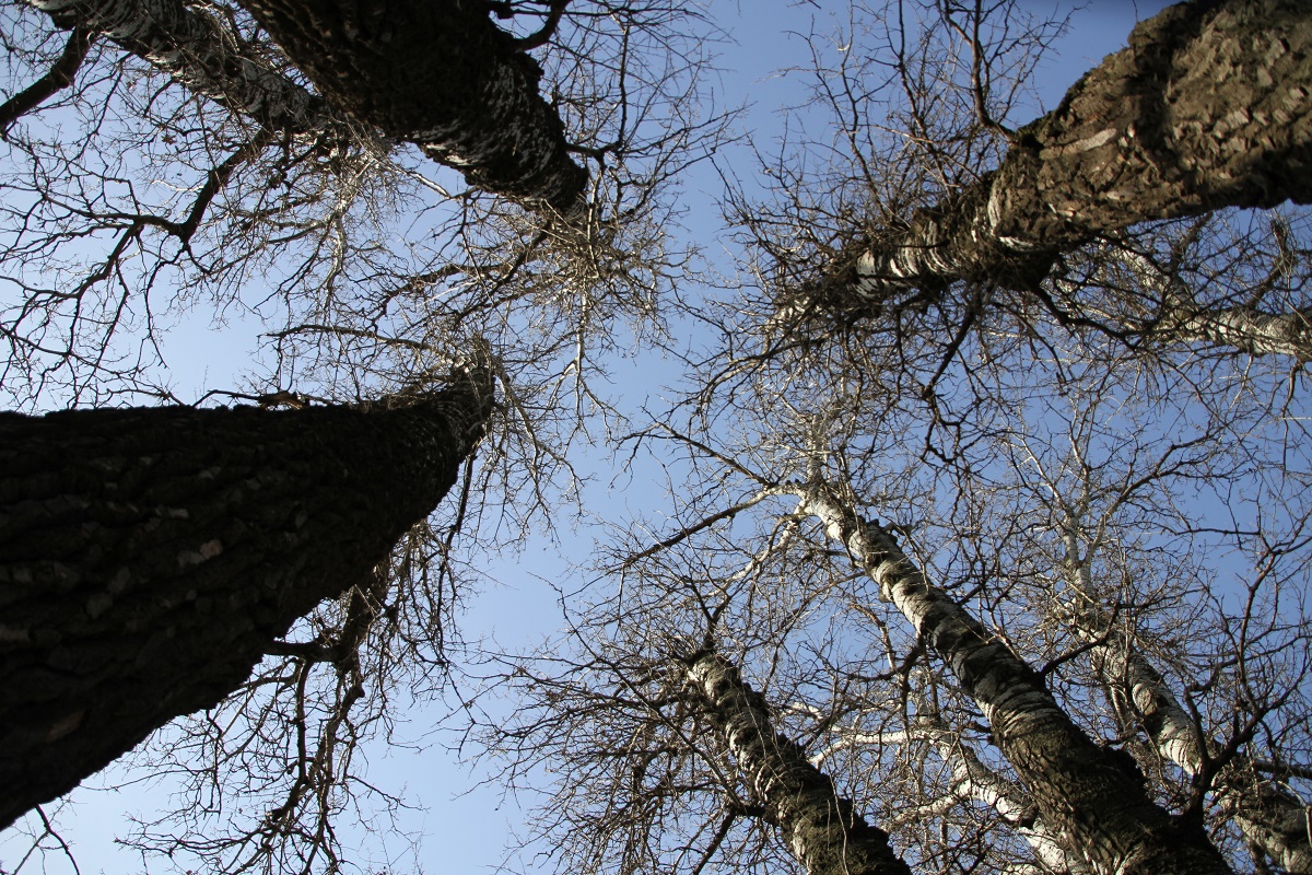 Vremea, astăzi, în Oltenia (audio)