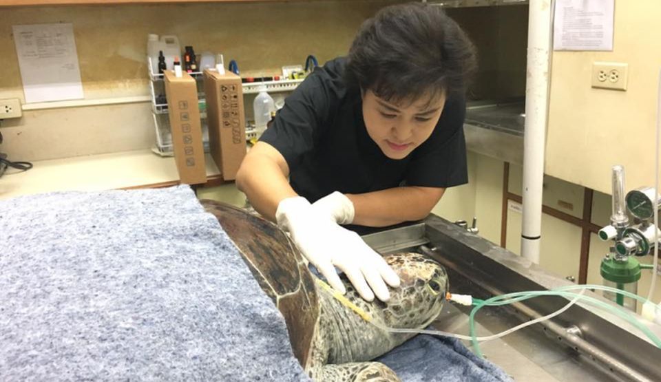 Ţestoasa din Thailanda care a înghiţit aproape 1.000 de monezi, din cauza oamenilor, a murit