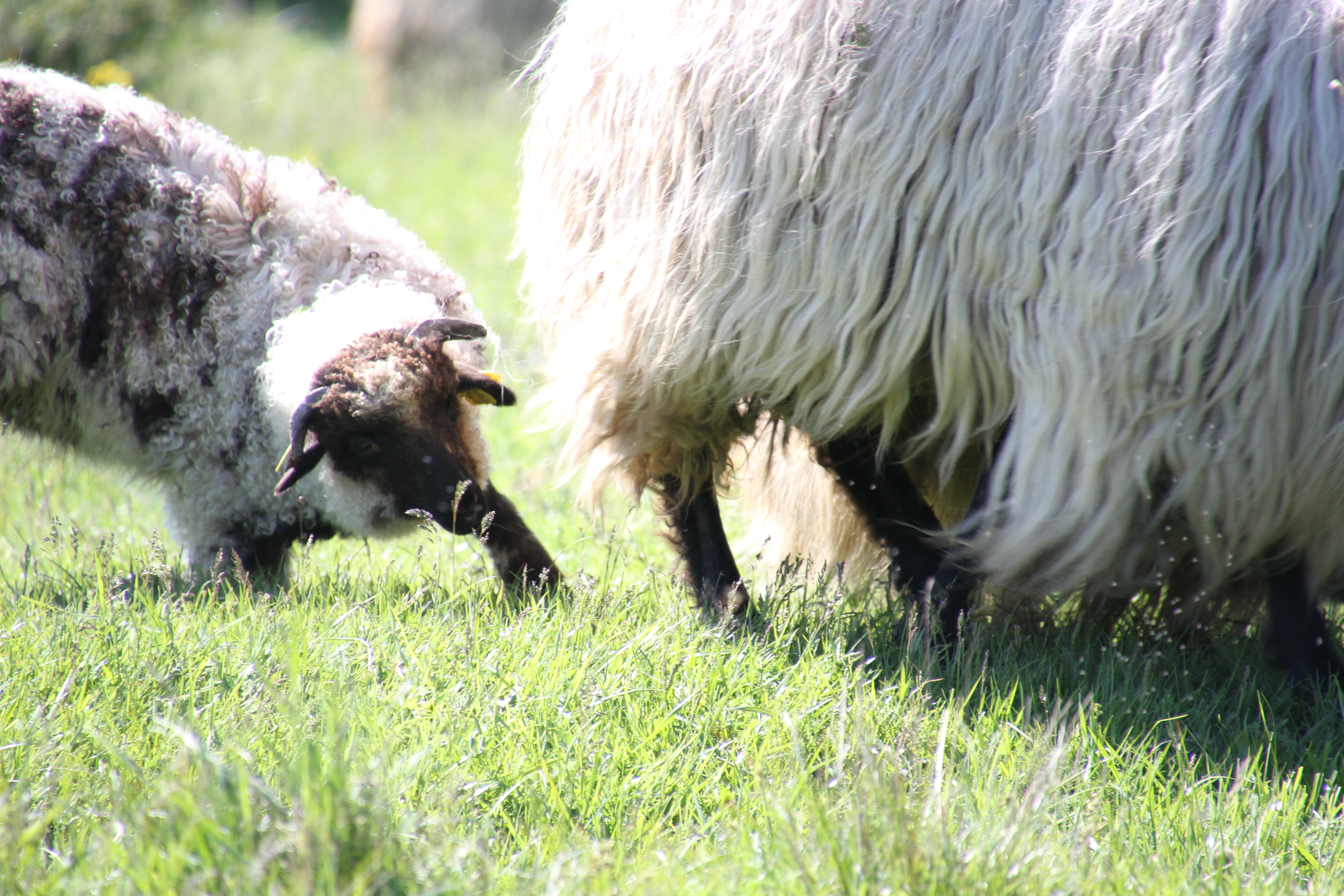 Azi despre ieri – 15 aprilie 2017