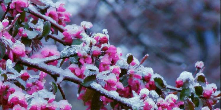 Nu se acordă despăgubiri pentru culturile afectate de frigul din ultima perioadă