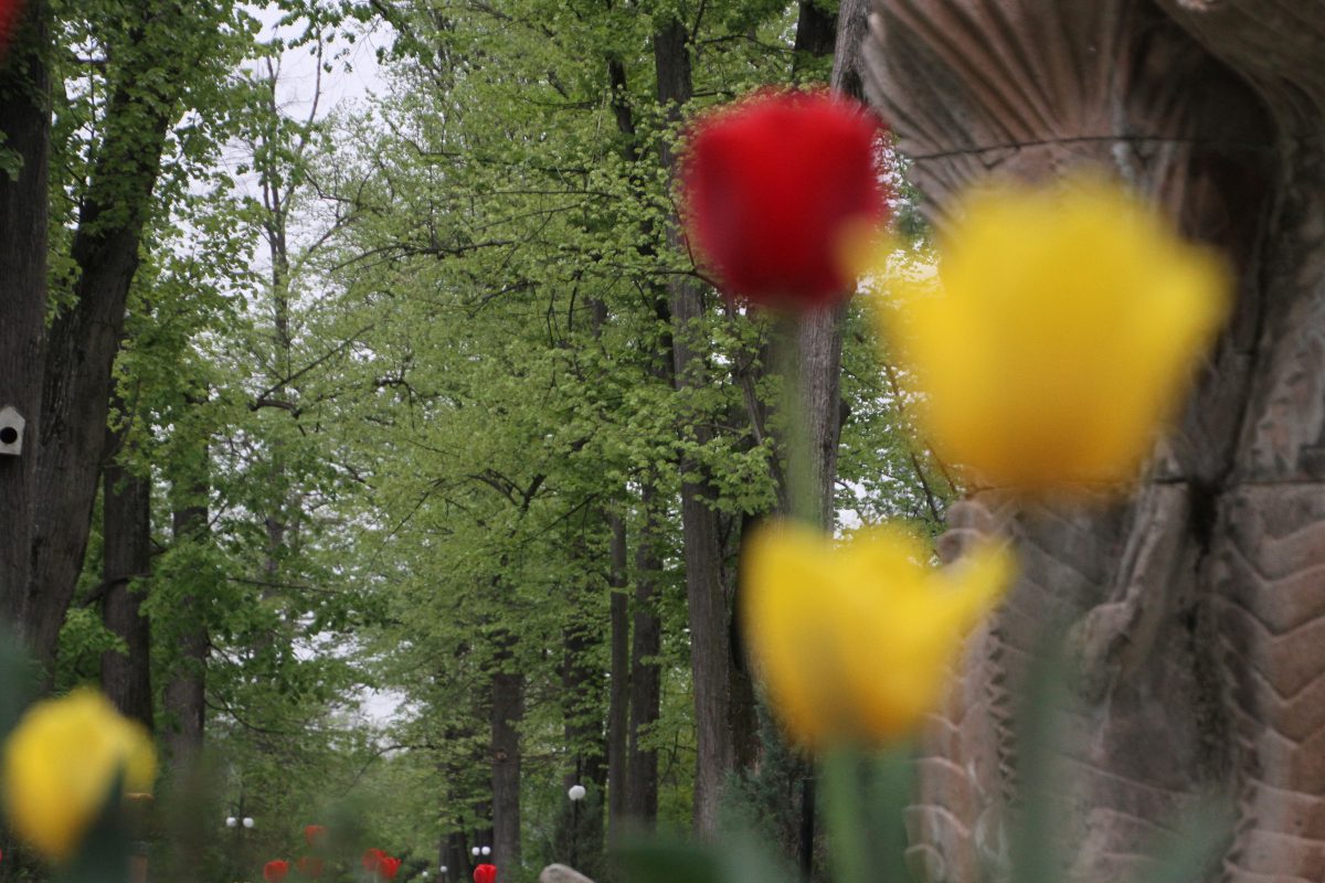 Azi despre ieri – 25 aprilie 2017