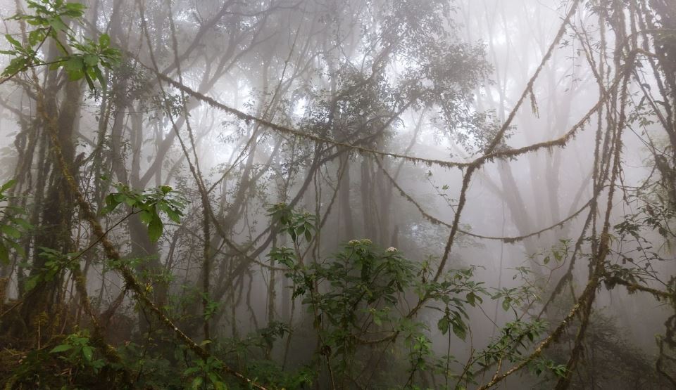 Cinci mari ENIGME ale junglei – dispariţii, oraşe uitate şi blesteme ale zeilor