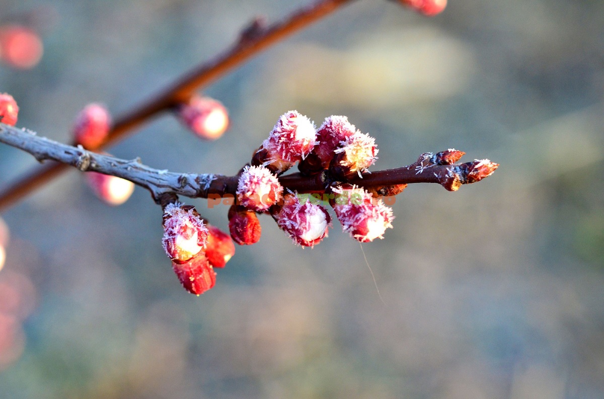 Fermierii nu primesc despăgubiri pentru daunele provocate de frig