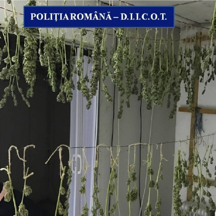 Craiovean cercetat pentru cultivare de cannabis