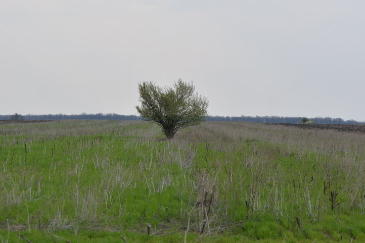 Poveștile clipei:”Pomul cunoașterii fără de început”