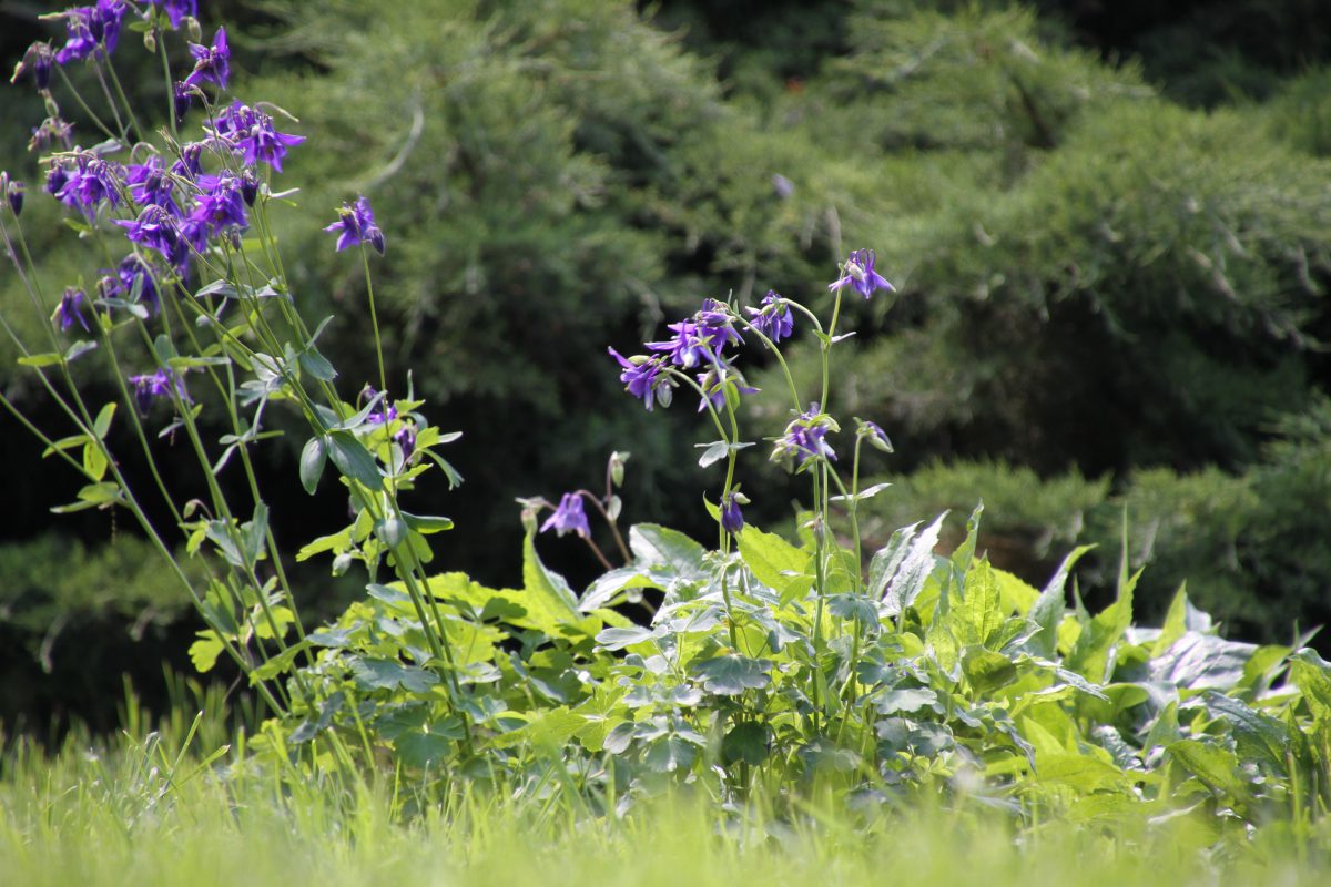 Azi despre ieri – 6 mai 2017