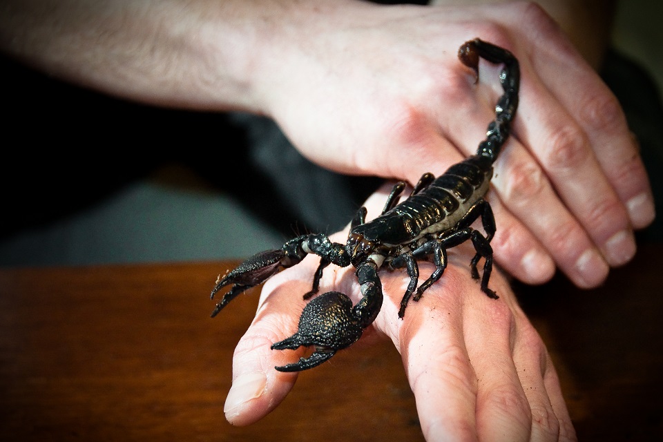 Un nou incident United Airlines: un pasager a fost muscat de un scorpion!