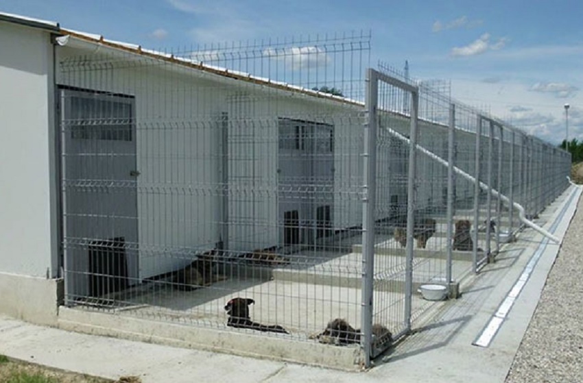 Târg de adopții la Adăpostul canin Breasta