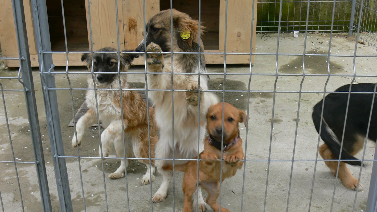 Târg de adopții la Craiova