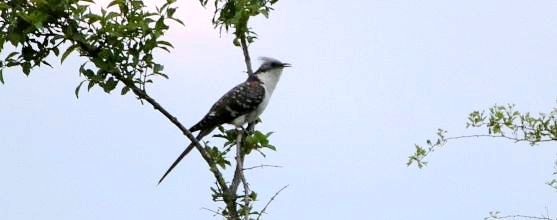 O nouă specie de cuc în România