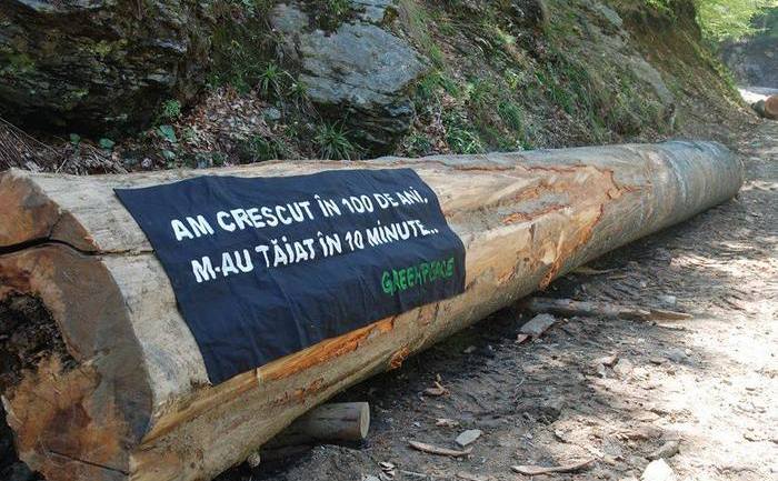 Amenzi uriase pentru defrisarile ilegale de lemne