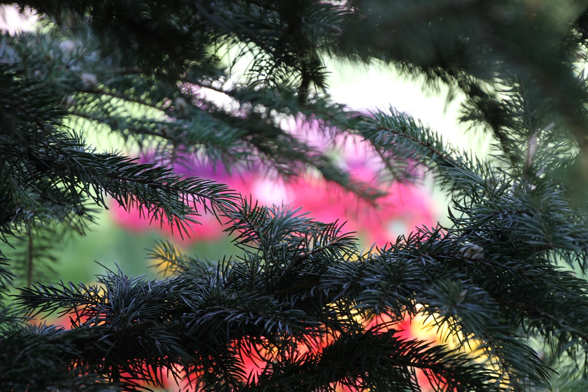 Azi despre ieri – 11 iunie 2017