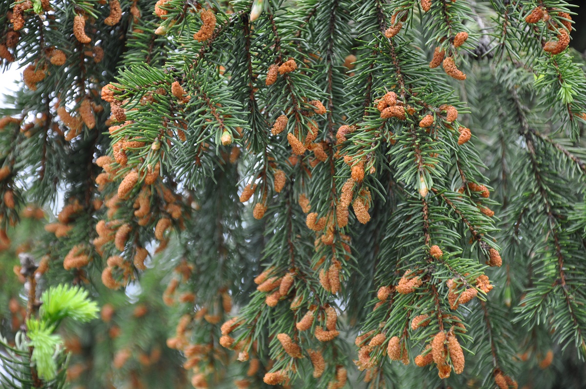 Azi despre ieri – 20 iunie 2017