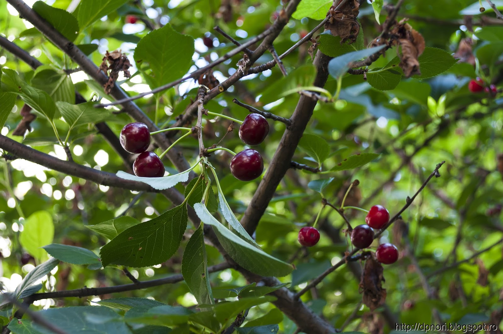 Un barbat din Bacau risca inchisoarea dupa ce a gonit copiii care ii intrau in curte
