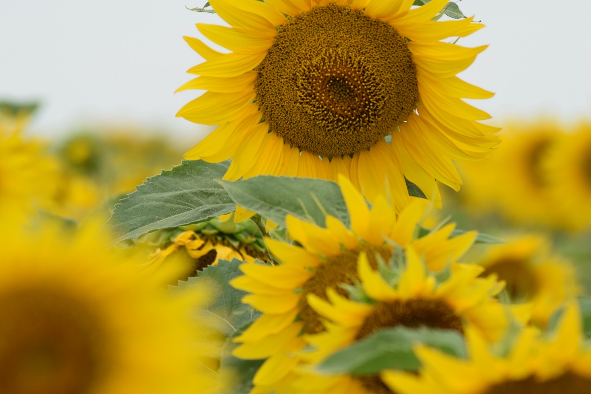 Azi despre ieri – 21 mai 2017