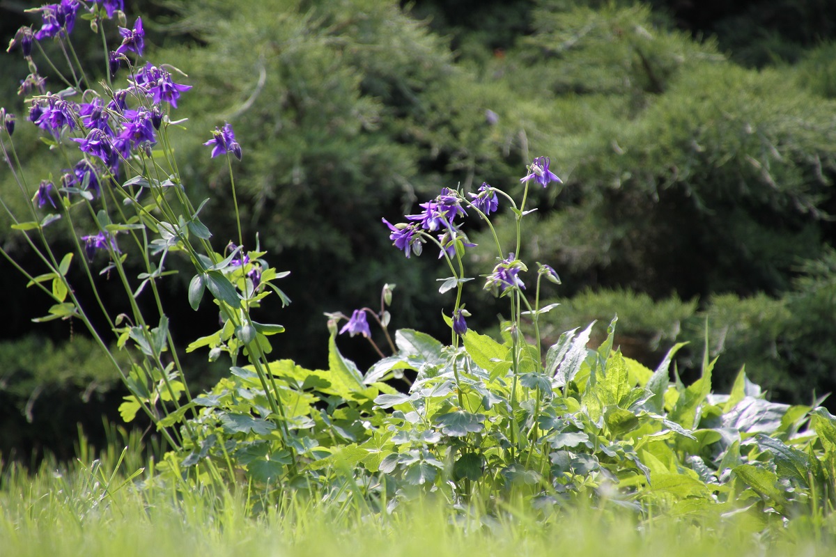 Azi despre ieri – 10 iunie 2017