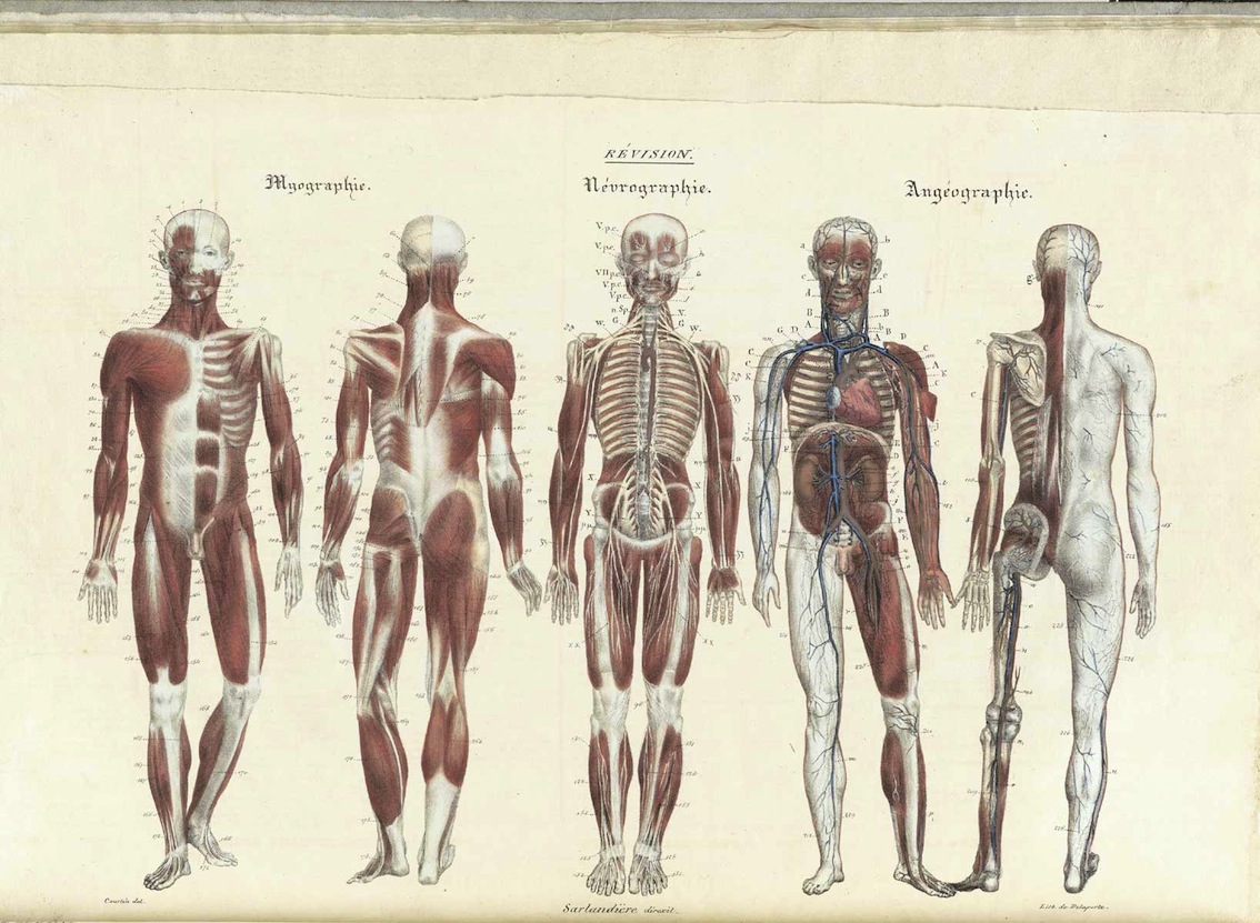 Concurs interjudeţean de anatomie „Medicii de mâine”
