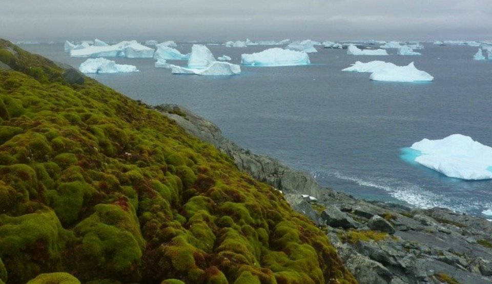 Veste îngrijorătoare din partea cercetătorilor: Antarctica devine verde şi de nerecunoscut