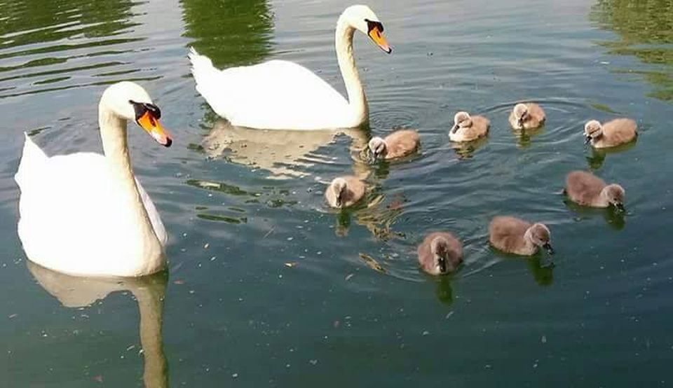Un primar din Bucureşti caută opt pui de lebădă furaţi din parcul IOR din Capitală