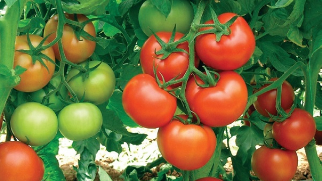 Fermierii sunt revoltați