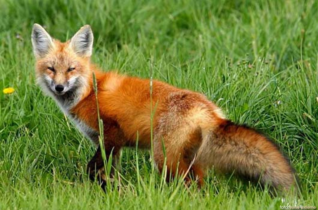 Vaccinare antirabică la vulpi