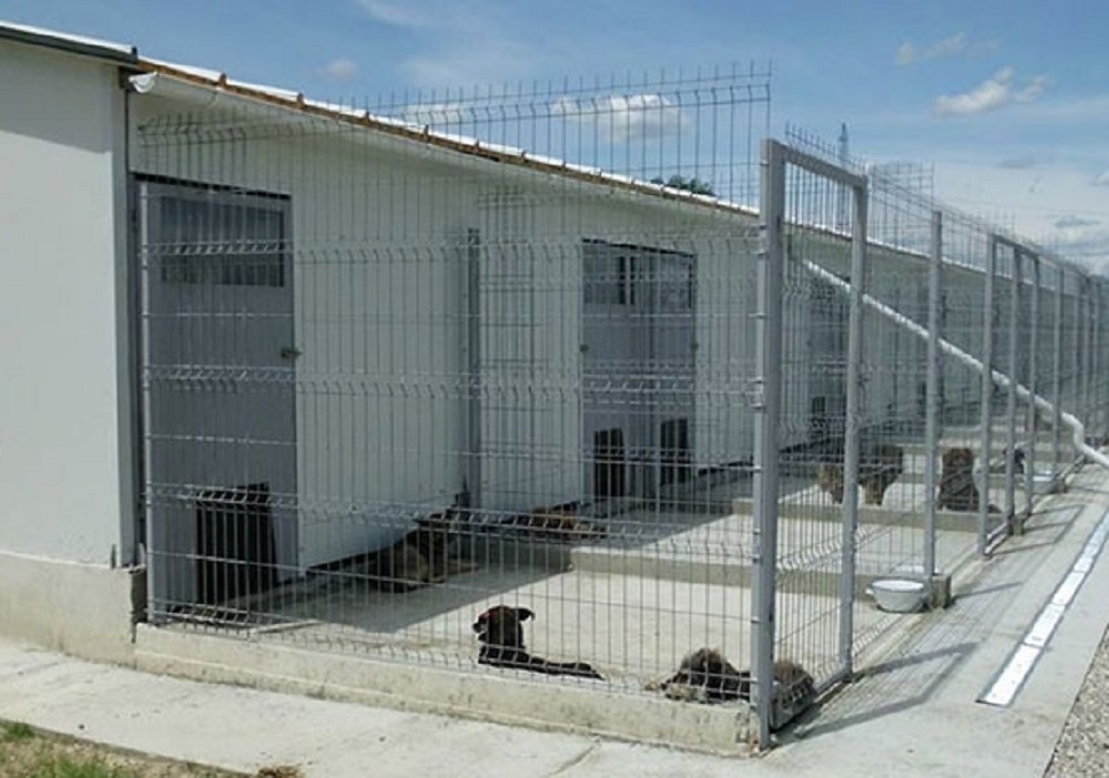 Târguri de adopții canine la Breasta