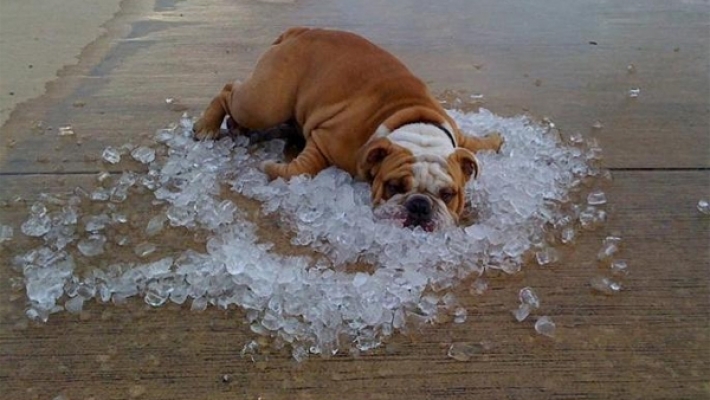 Victimele caniculei (audio)