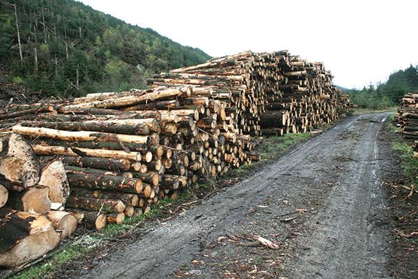 Legea care modifică sancţiunile şi contravenţiile silvice a fost promulgată de preşedintele Iohannis