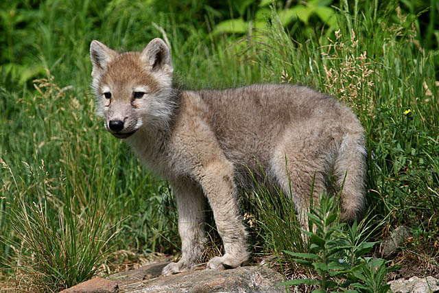 Pui de lup, mort în grădina zoologică din Parcul “Nicolae Romanescu”