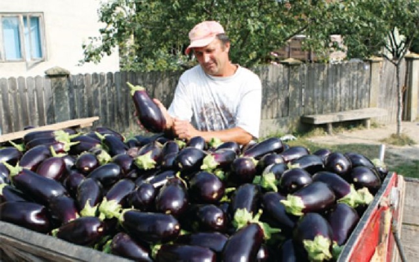 Investiții la Grădinari, Olt