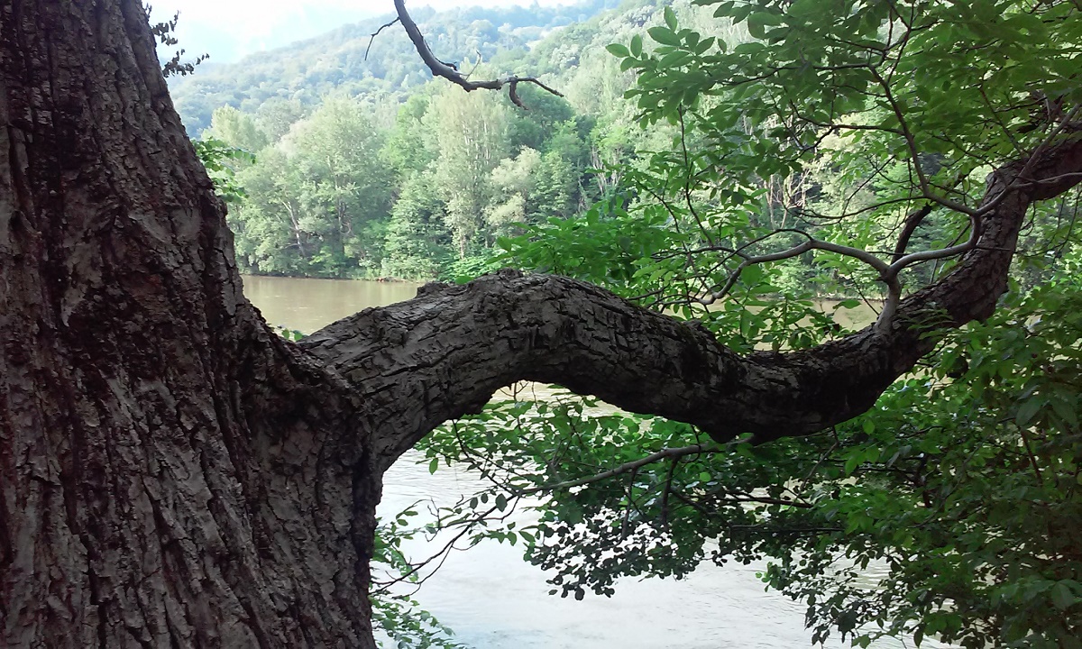 Azi despre ieri – 7 august 2017