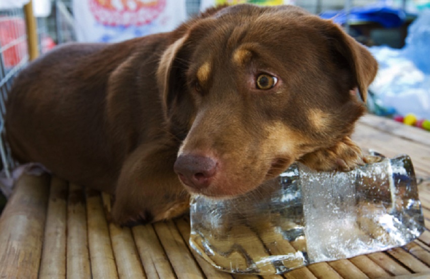 Vremea în următoarele trei luni