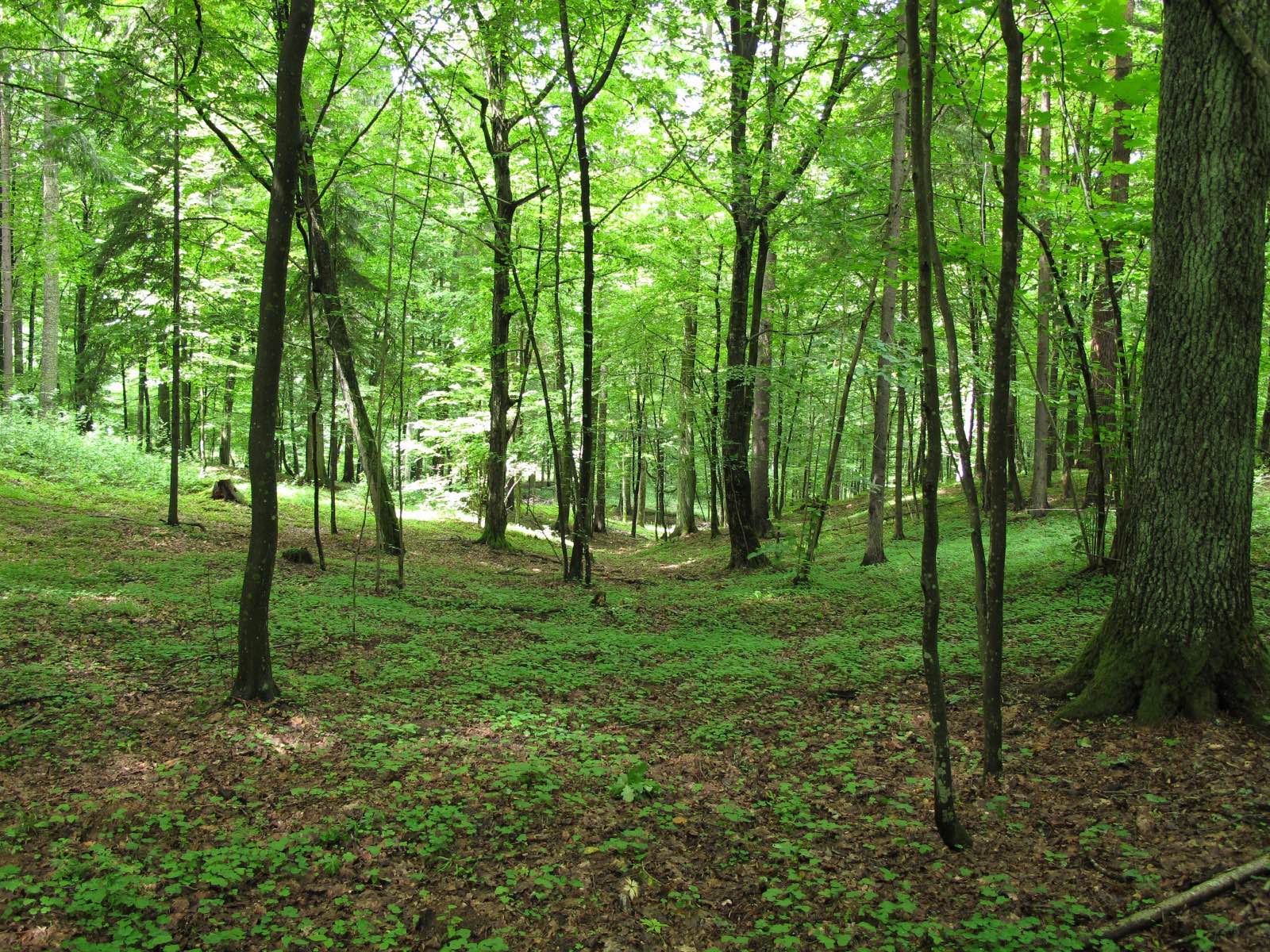 Soluții pentru rezolvarea problemelor din domeniul pădurilor