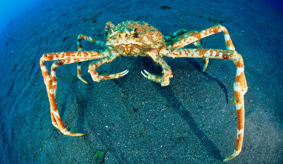 Top 10 creaturi bizare din adâncul mărilor