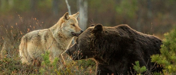 Academia Română aprobă intervenţia la urs şi lup, cu condiţia protejării speciilor