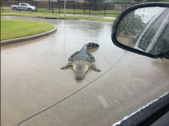 Aligatori pe străzile statului Texas, după ce uraganul Harvey a lovit
