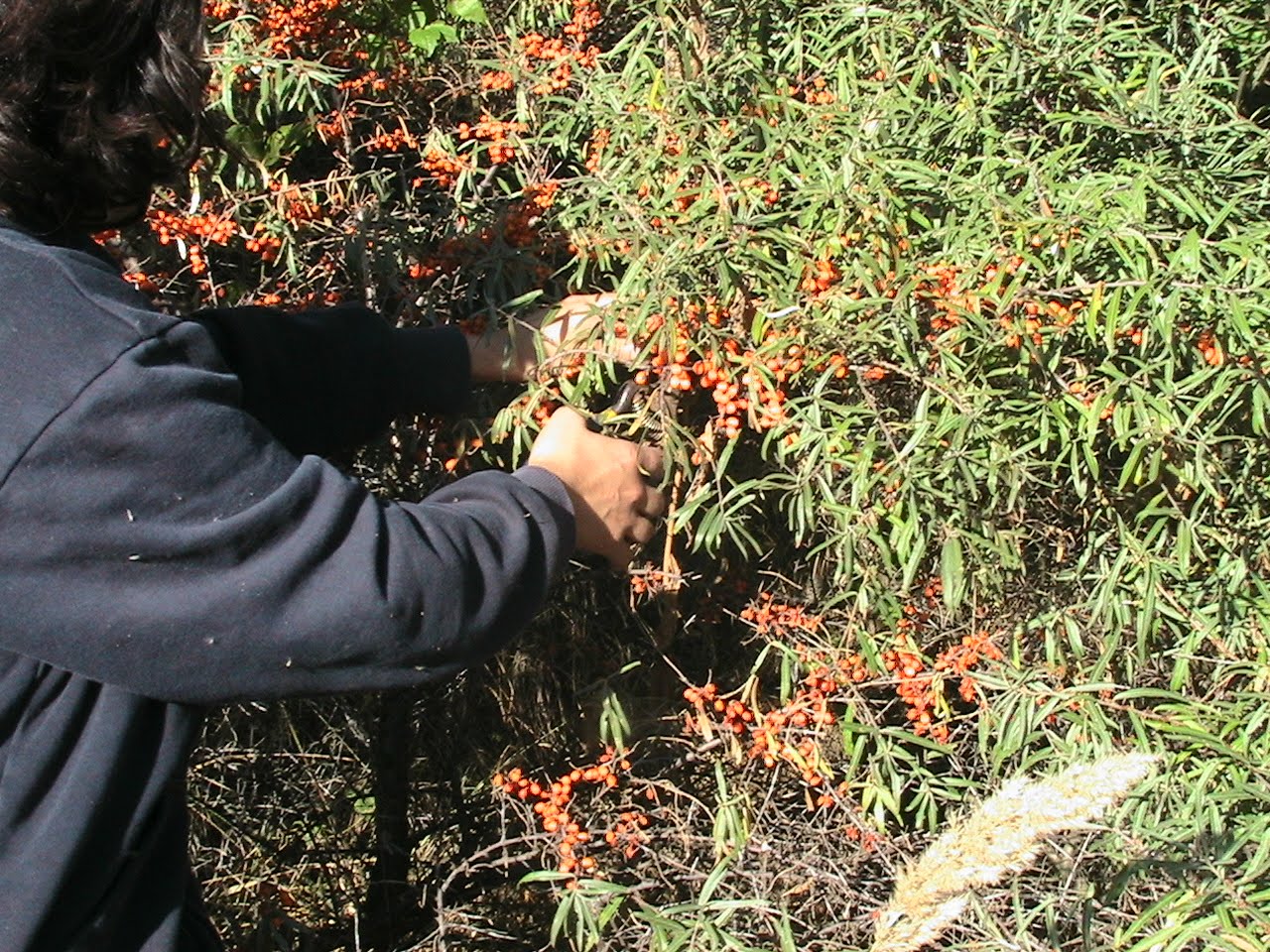 Fermierii români au început să angajeze deținuți în loc de zilieri