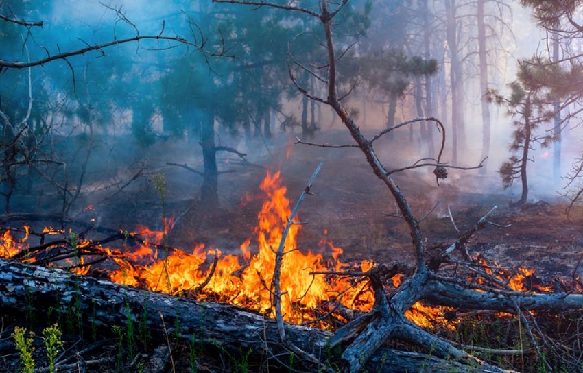 Un nou incendiu în Parcul Naţional Domogled