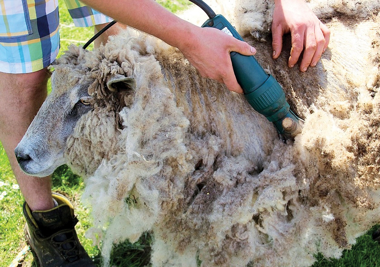 Program de colectare a lânii