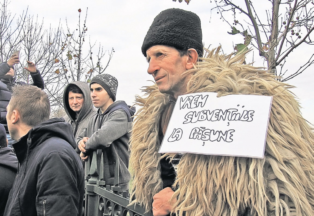 Nemulțumirile unor crescători de oi din România