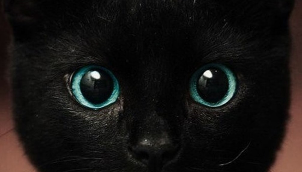 8 august- Ziua Internațională a Pisicii