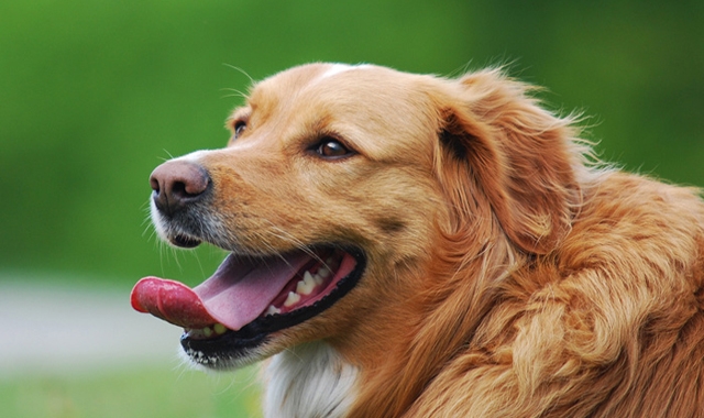 26 august, Ziua Internațională a Câinelui