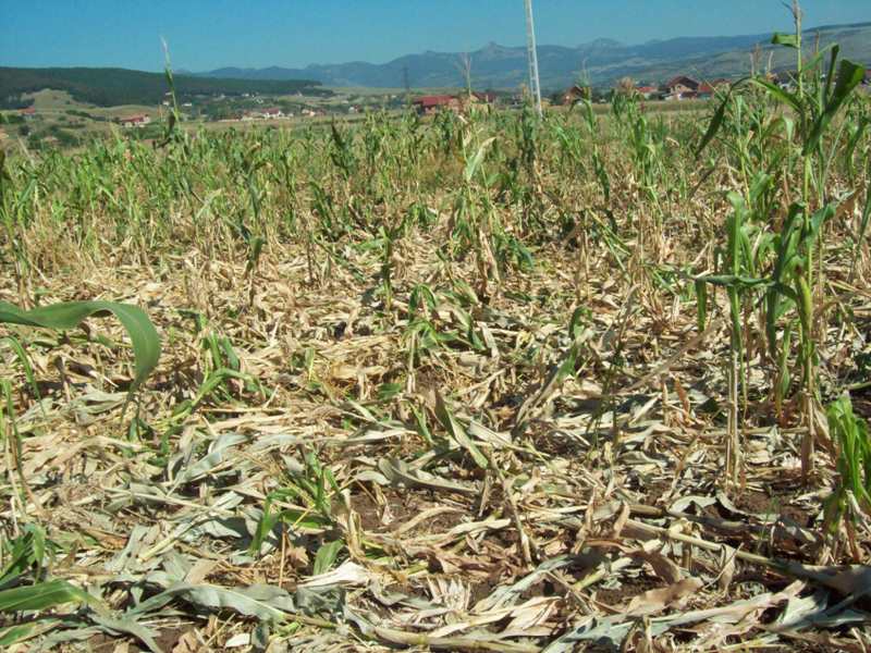 Ministrul agriculturii, Petre Daea, a cerut finalizarea evaluării pagubelor produse culturilor în urma condiţiilor meteo extreme