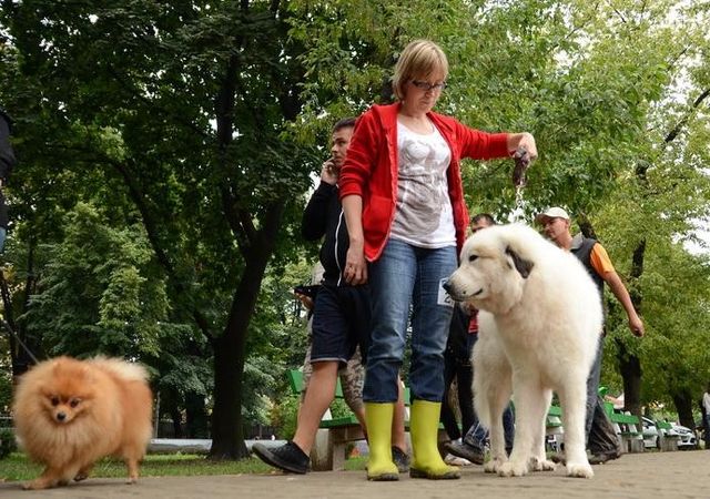 Oradea Dog Show