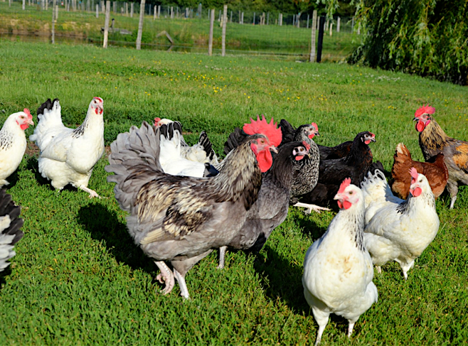 Fermele avicole din România nu folosesc Fipronil, iar produsele comercializate sunt sigure pentru consum